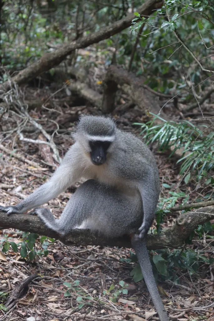 Como é conhecer Monkeyland