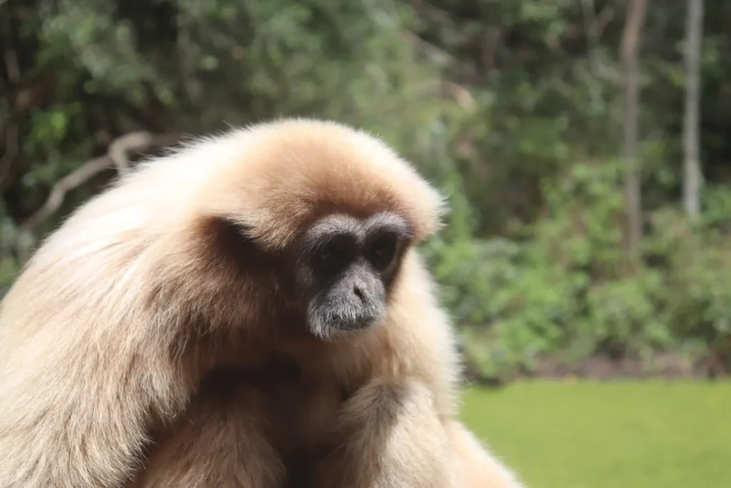 Como é conhecer Monkeyland