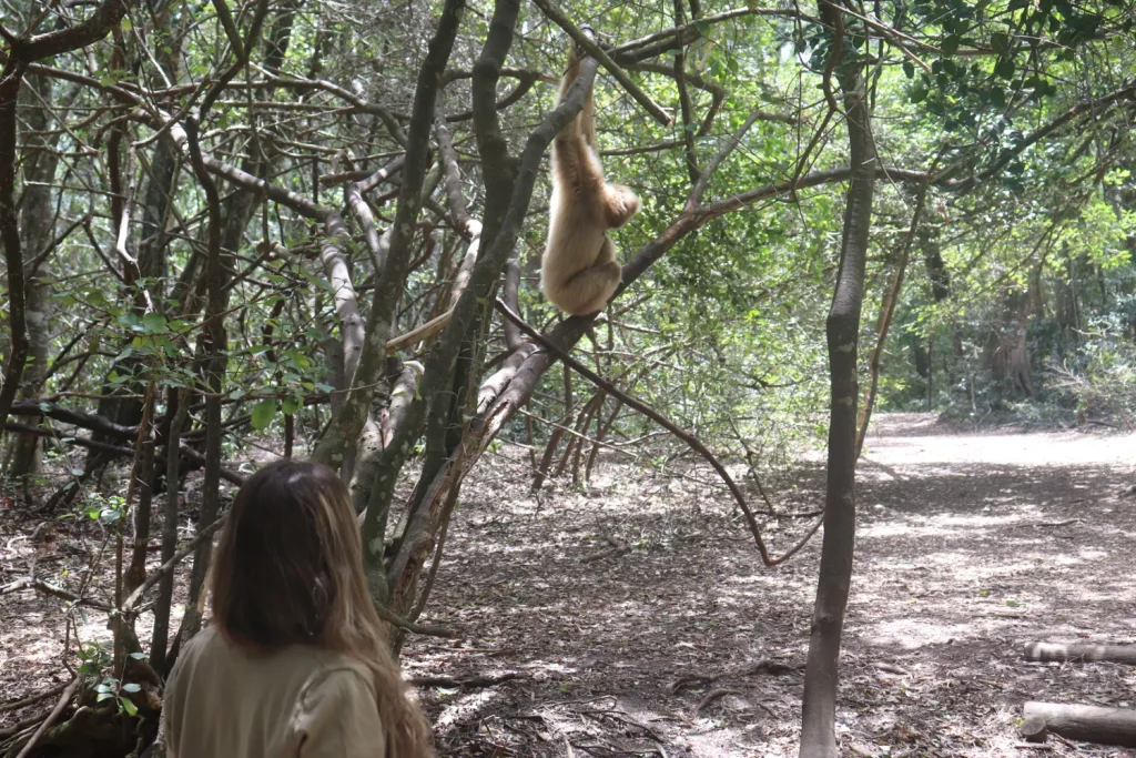 Como é conhecer Monkeyland