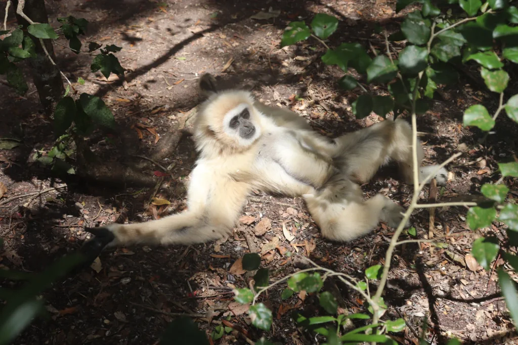 Como é conhecer Monkeyland