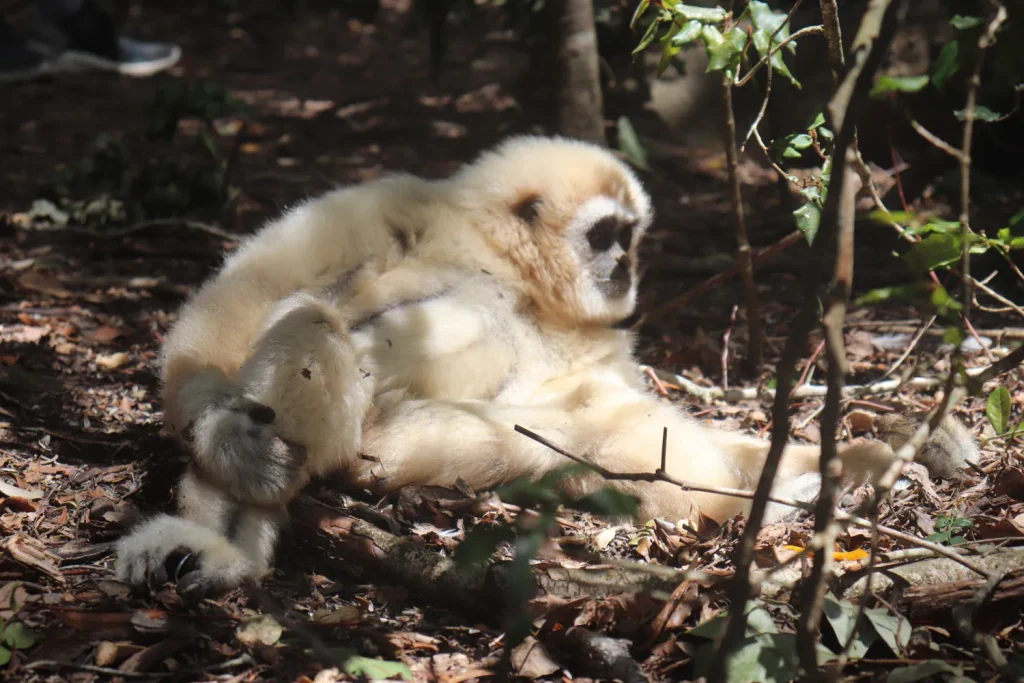 Como é conhecer Monkeyland