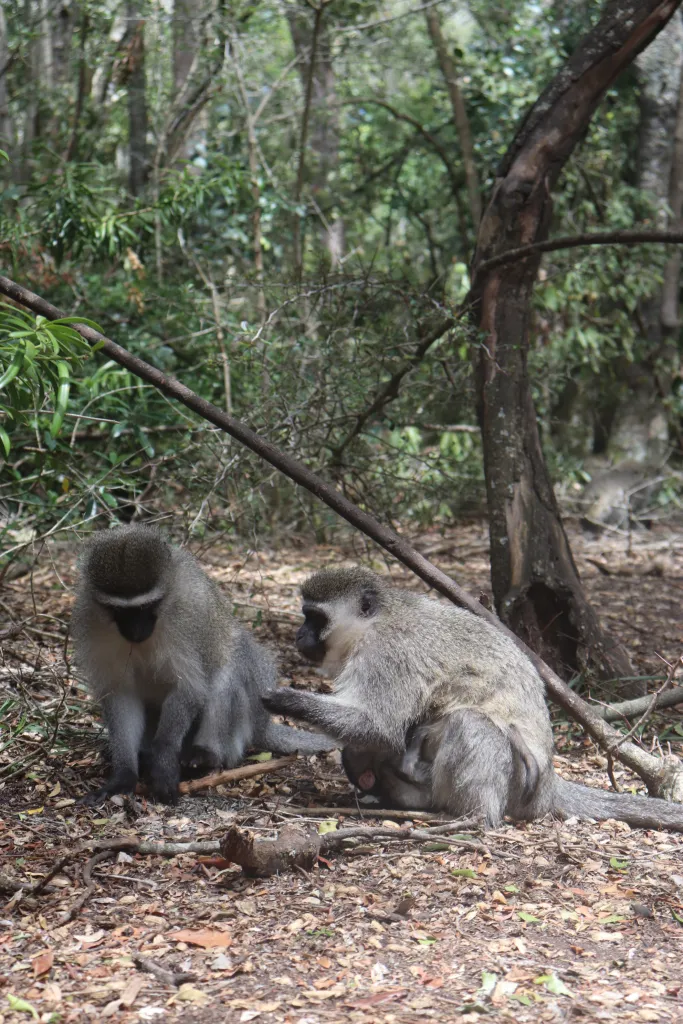 Como é conhecer Monkeyland