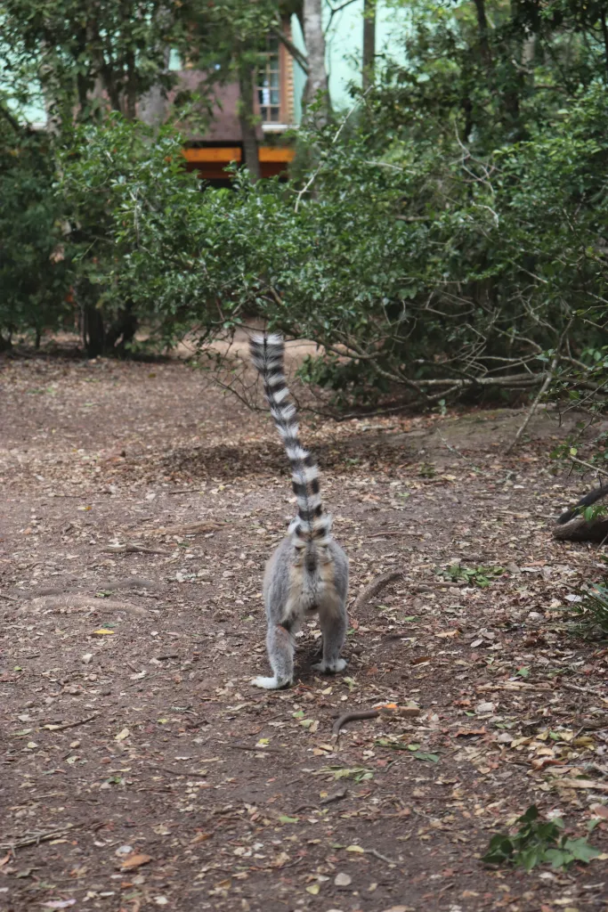 Como é conhecer Monkeyland