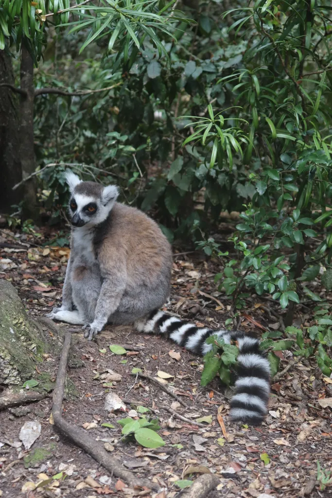 Como é conhecer Monkeyland