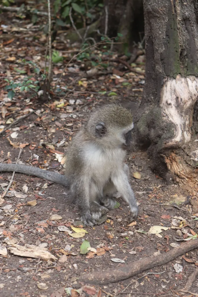Como é conhecer Monkeyland