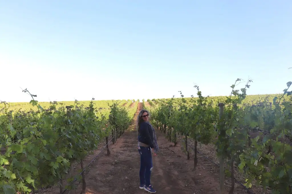 Vinhedos em Groot Constantia